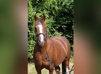 Other Heavy Horses Mix, Gelding, 11 years, 15 hh, Sorrel