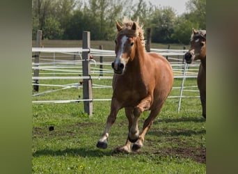 Other Heavy Horses Mix, Gelding, 11 years, 16 hh, Chestnut-Red