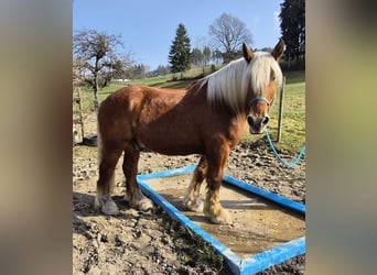 Other Heavy Horses, Gelding, 12 years, 16 hh, Chestnut-Red