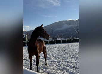 Other Heavy Horses, Gelding, 12 years, 17,1 hh, Brown