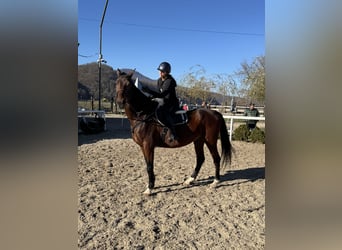 Other Heavy Horses, Gelding, 12 years, 17,1 hh, Brown