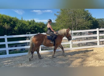 Other Heavy Horses, Gelding, 15 years, 16 hh, Chestnut-Red