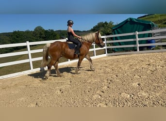 Other Heavy Horses, Gelding, 15 years, 16 hh, Chestnut-Red