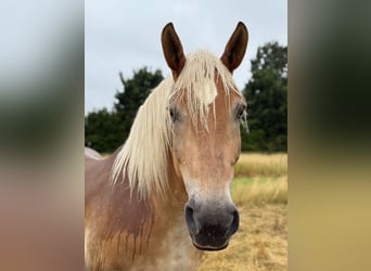 Other Heavy Horses, Gelding, 16 years, 16.2 hh