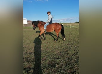 Other Heavy Horses Mix, Gelding, 19 years, 13.2 hh, Brown