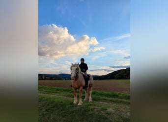 Other Heavy Horses Mix, Gelding, 21 years, 15.1 hh, Gray-Red-Tan