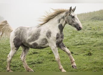 Other Heavy Horses Mix, Gelding, 2 years, 15.1 hh, Gray-Blue-Tan