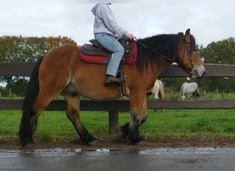 Other Heavy Horses, Gelding, 3 years, 14,2 hh, Brown