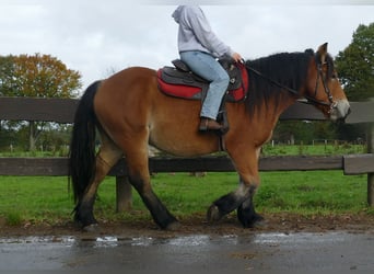 Other Heavy Horses, Gelding, 3 years, 14,2 hh, Brown