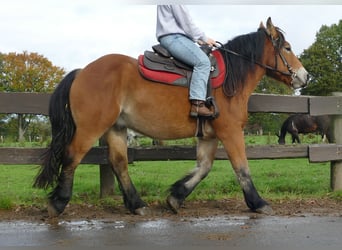 Other Heavy Horses, Gelding, 3 years, 14,2 hh, Brown