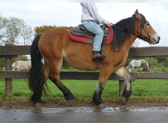 Other Heavy Horses, Gelding, 3 years, 14,2 hh, Brown