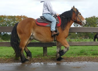 Other Heavy Horses, Gelding, 3 years, 14,2 hh, Brown