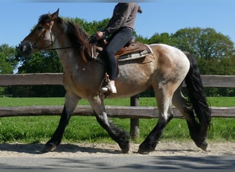 Other Heavy Horses, Gelding, 3 years, 15.1 hh, Brown Falb mold