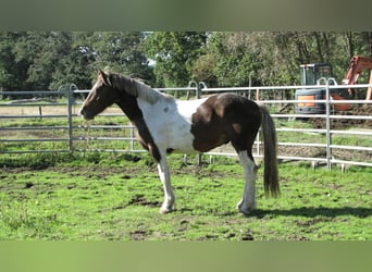 Other Heavy Horses, Gelding, 3 years, 15.1 hh, Pinto