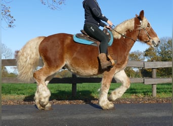 Other Heavy Horses, Gelding, 3 years, 15.2 hh, Chestnut-Red