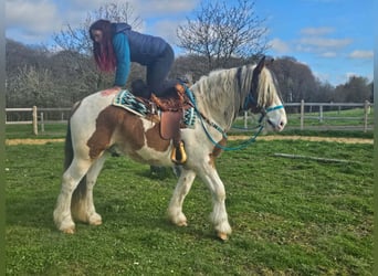 Other Heavy Horses, Gelding, 3 years, 15 hh, Pinto