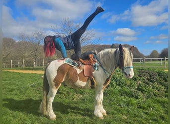 Other Heavy Horses, Gelding, 3 years, 15 hh, Pinto