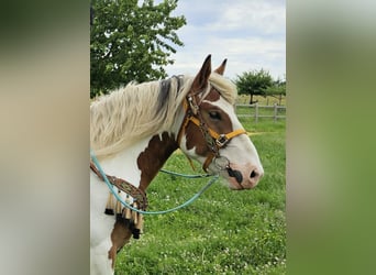 Other Heavy Horses, Gelding, 3 years, 15 hh, Pinto