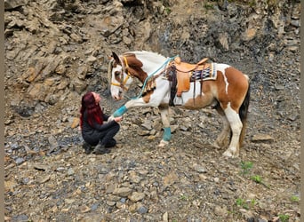 Other Heavy Horses, Gelding, 3 years, 15 hh, Pinto