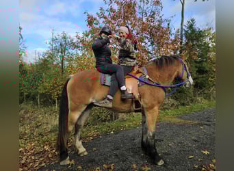 Other Heavy Horses, Gelding, 3 years, 16,1 hh, Brown