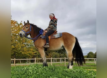 Other Heavy Horses, Gelding, 3 years, 16,1 hh, Brown