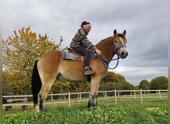 Other Heavy Horses, Gelding, 3 years, 16,1 hh, Brown