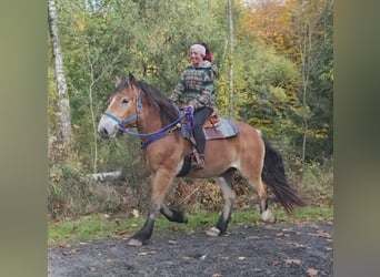 Other Heavy Horses, Gelding, 3 years, 16,1 hh, Brown