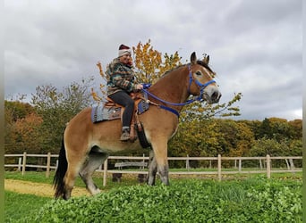 Other Heavy Horses, Gelding, 3 years, 16,1 hh, Brown