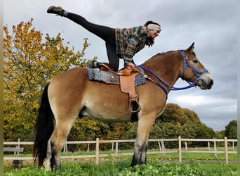 Other Heavy Horses, Gelding, 3 years, 16,1 hh, Brown