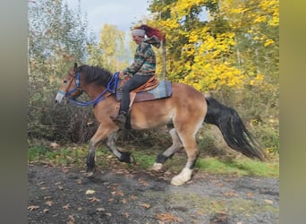 Other Heavy Horses, Gelding, 3 years, 16,1 hh, Brown