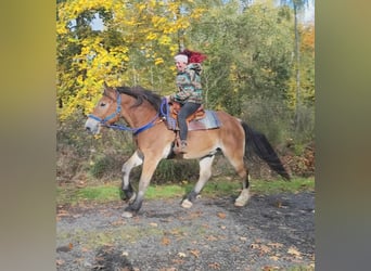 Other Heavy Horses, Gelding, 3 years, 16,1 hh, Brown
