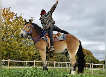 Other Heavy Horses, Gelding, 3 years, 16,1 hh, Brown