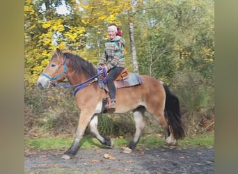Other Heavy Horses, Gelding, 3 years, 16,1 hh, Brown