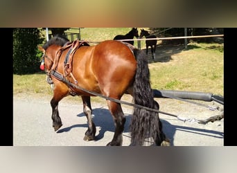 Other Heavy Horses, Gelding, 4 years, 15,2 hh, Brown