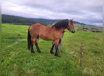 Other Heavy Horses Mix, Gelding, 4 years, 15.2 hh, Brown