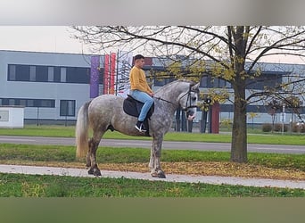 Other Heavy Horses Mix, Gelding, 4 years, 15,2 hh, Gray-Dapple