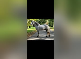 Other Heavy Horses Mix, Gelding, 4 years, 15,2 hh, Gray-Dapple