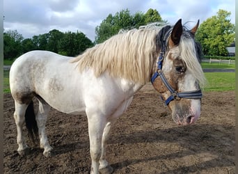 Other Heavy Horses, Gelding, 4 years, 15.2 hh, Pinto