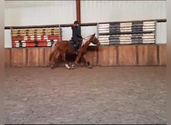 Other Heavy Horses Mix, Gelding, 4 years, 15 hh, Chestnut-Red