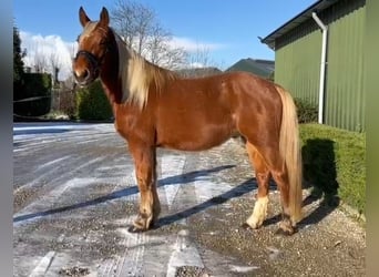 Other Heavy Horses Mix, Gelding, 4 years, 15 hh, Chestnut-Red
