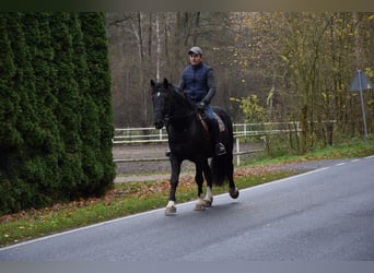 Other Heavy Horses Mix, Gelding, 4 years, 15,1 hh, Black