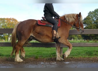 Other Heavy Horses, Gelding, 4 years, 15,2 hh, Chestnut-Red