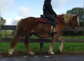 Other Heavy Horses, Gelding, 4 years, 15,2 hh, Chestnut-Red
