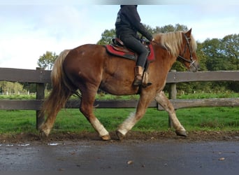 Other Heavy Horses, Gelding, 4 years, 15,2 hh, Chestnut-Red