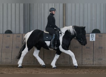 Other Heavy Horses Mix, Gelding, 4 years, 15,2 hh, Pinto