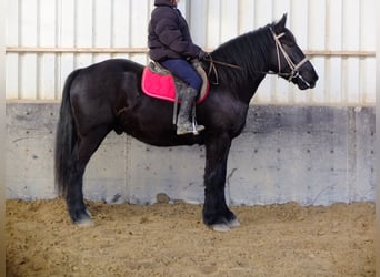 Other Heavy Horses, Gelding, 4 years, 16 hh, Black