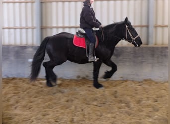 Other Heavy Horses, Gelding, 4 years, 16 hh, Black