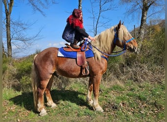 Other Heavy Horses, Gelding, 4 years, 16,1 hh, Chestnut