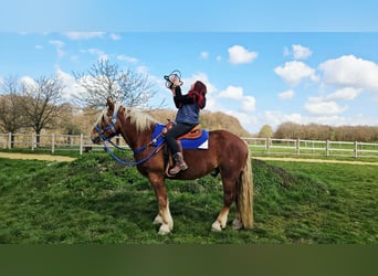 Other Heavy Horses, Gelding, 4 years, 16,1 hh, Chestnut