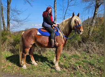 Other Heavy Horses, Gelding, 4 years, 16,1 hh, Chestnut